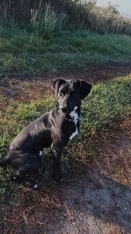 Prodej psa kříženec - 3