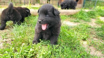 Velký špic - černý s PP - 3