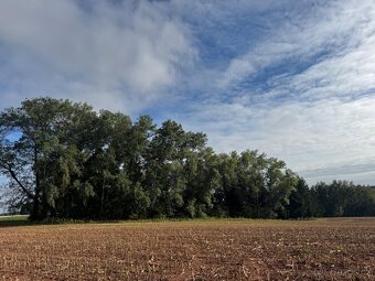 Prodej lesního pozemku k.ú. Vrchovina - 3