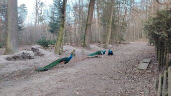 Pávy černokřídlé - 3