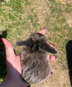 Zakrslý králík mládě minilop - 3