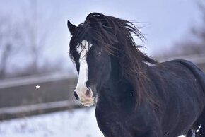 Připouštění Welsh cob - D - 3