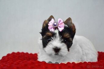 biewer yorkshire terrier s PP IHR - 3