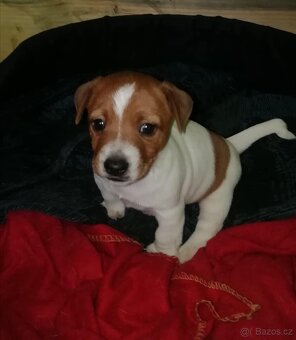 Jack Russell teriér - 3