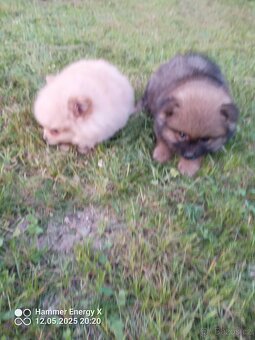 Trpasličí špic - pomeranian - 3