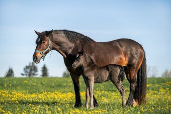 Letošní Welsh Cob klisna - 3