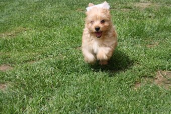 Yorkshire Terrier Golddust – štěňátka k odběru ihned - 3