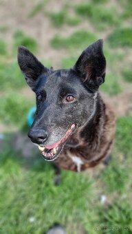 CONNIE K ADOPCI - nejvěrnější parťačka, mazel na N-tou - 3