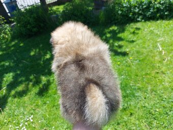 Špic, nemecký špic , Pomeranian - 3