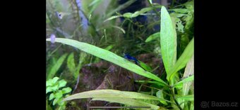 Krevetky Blue Dream - 3