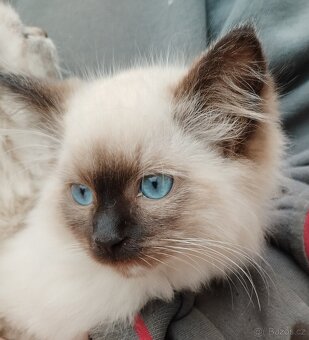 Krásná koťátka Ragdoll - 3