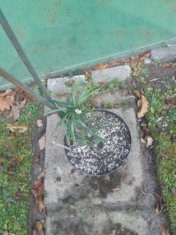 Wollemia nobilis - 3letý řízek, rostlina 60cm - 3