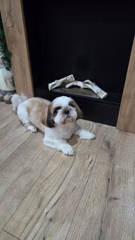 Shih Tzu - 3