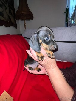 Jezevčík trpasličí - králičí - 3