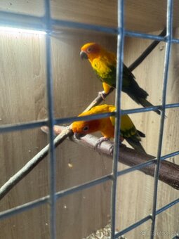 Aratinga slunečni - 3