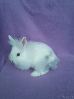 Zakrslý lvíček SAMIČKA - 3