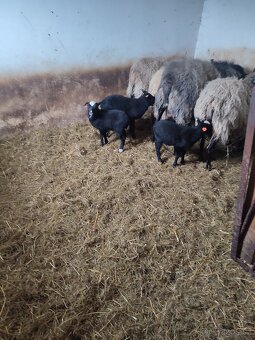 Romanovská ovce - 3