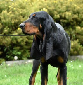 Black and Tan Coonhound - 3