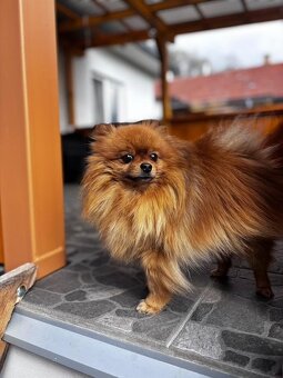 Pomeranian - 3