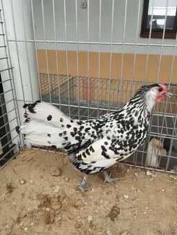 Prodám Hamburčanky stříbrné černě tečkované - 3
