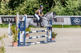 Sportovní pony B klisna - 3