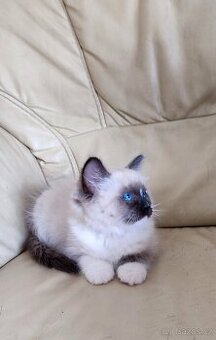 Ragdoll seal mitted s necuchavou srstí - 3