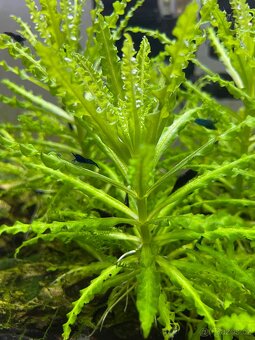 Rostlinka Pogostemon helferi - 3