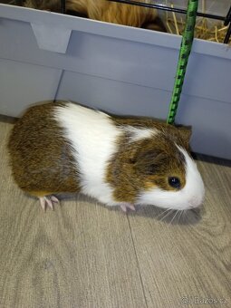 Morčata - samečci - 3