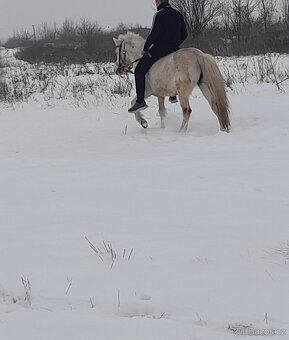 Predam welsh pony kobylu - 3