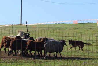Belgický ovčák malinois - 3