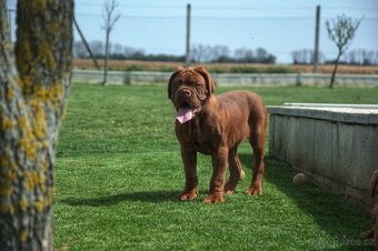 Bordeauxska doga, Bordo doga, Dogue de Bordeaux - 3