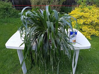 Billbergia nutans - bilbergie, čínský oves. Kvete od září do - 3