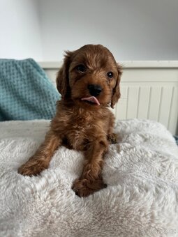 Cavapoo s pp- registrací - 3