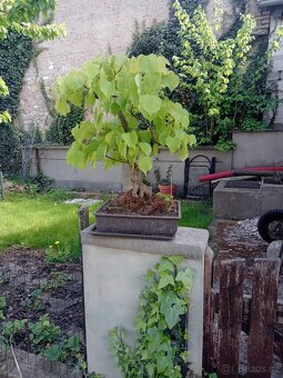 Bonsai - 3