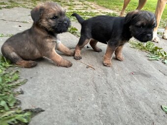 Border terier - 3