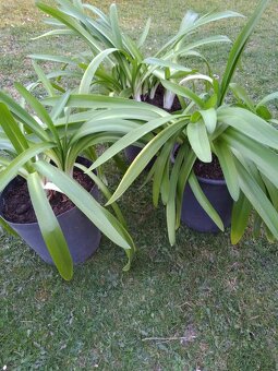 Agapanthus - kalokvět - 3