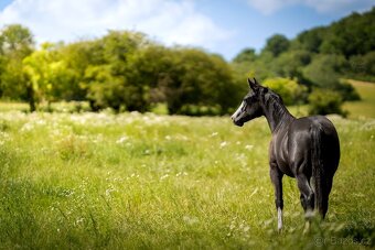 Roční American Quarter Horse black klisna, vnučka Gunnera - 3