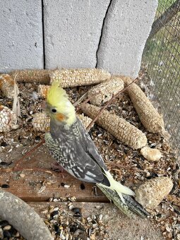 Korela - papoušek na ochočení - 3