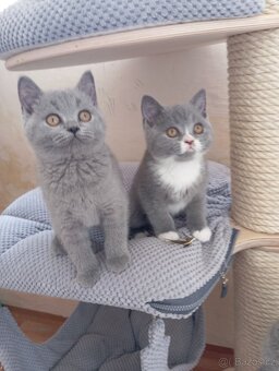 Britská modrá a Bikolor koťátka - 3