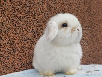 ★MiniLop Králíčci s odběrem na Vánoce ★ - 3