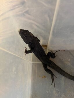 Timon Lepidus (Jašterica perlová ) - 3