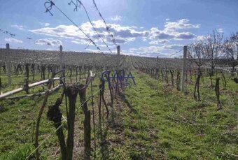 Čejkovice - Prodej pozemku, orné půdy s vinicí o rozloze 263 - 3
