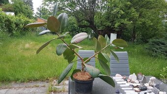 Ficus - 3