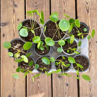Pilea peperomioides - 3