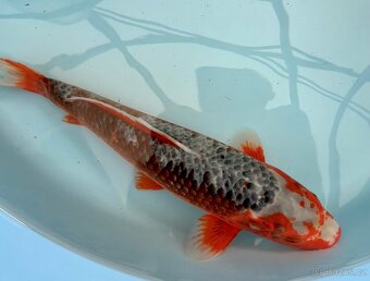 Koi kapr 41 -55cm - 3