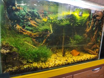 Akvarko s krevetama - 3