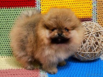 Holčička pomeranian s pp - 3