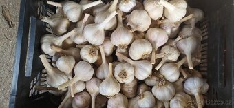 Česnek - 3