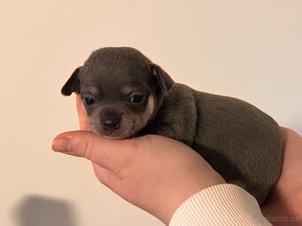 Čivava krátkosrstá - 3