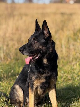 Německý ovčák 4 roky starý pes s PP - 3